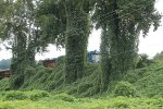 GSMR 2668 rumbles upgrade thru a thick covering of kudzu